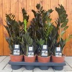 Zamiokulkas (Zamioculcas zamifolia) ´RAVEN´ - výška 50-60 cm, kont. C2L